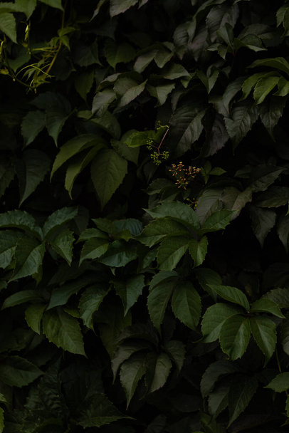 A background of green leaves of maiden grape creeper - Valokuva, kuva
