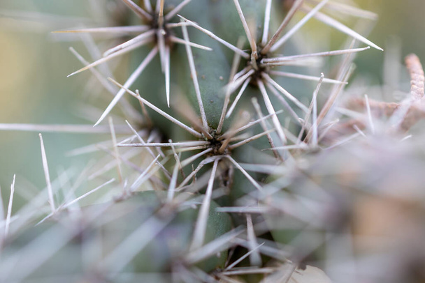 A selective focus shot of the thorns of a cactus - Foto, Bild