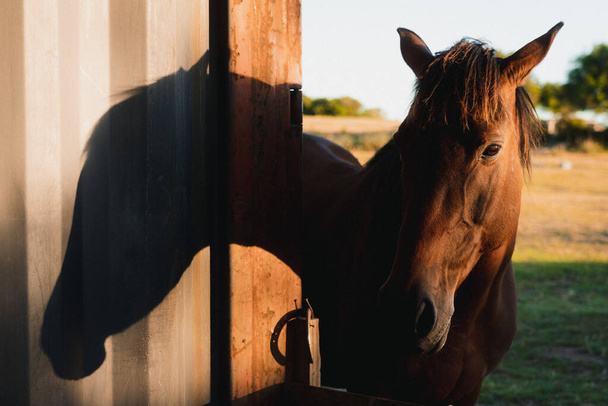 A closeup shot of a brown horse on a sunny barn - Фото, изображение