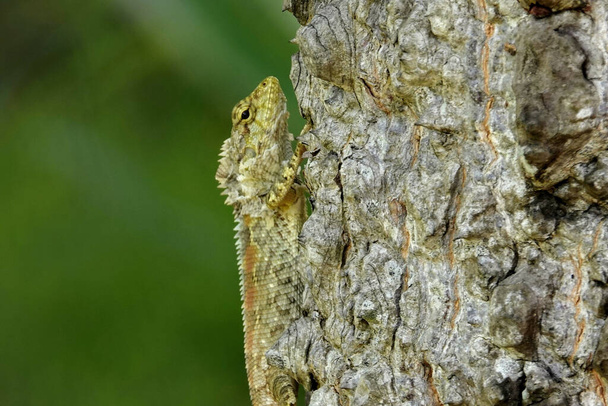 A selective focus shot of a lizard crawling on a tree trunk - Foto, imagen