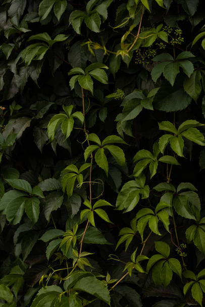 A background of green leaves of maiden grape creeper - Valokuva, kuva