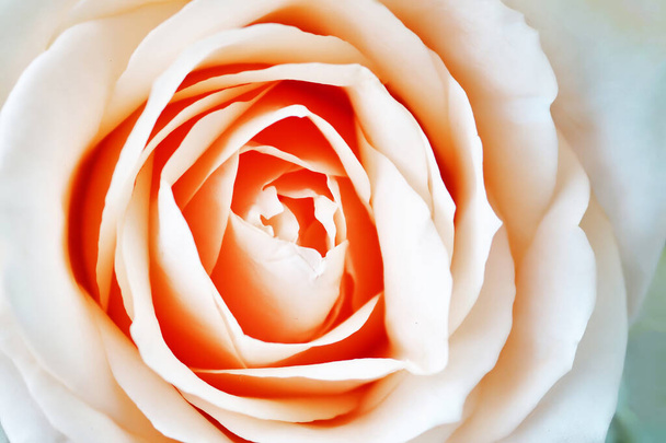 Narancs rózsa. Közelkép - Fotó, kép