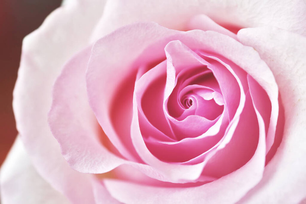 Pink rose. Close up view - Photo, Image