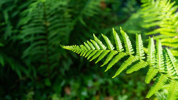 A close-up shot of a fern plant on a blurred background. - Foto, afbeelding