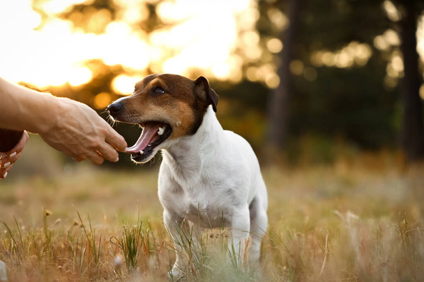 Lindo Jack Russel terrier con propietario en el parque - Foto, Imagen