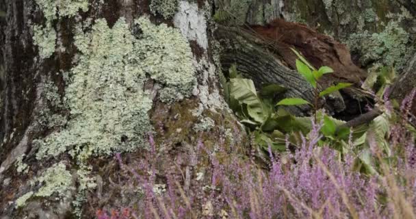 ヘザーの花と栗の木。セヴェンス国立公園。フランスのロゼール県. - 映像、動画