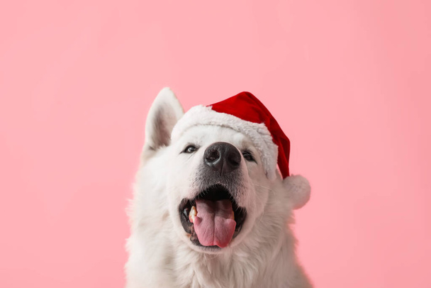Cute white dog in Santa hat on color background - Фото, зображення