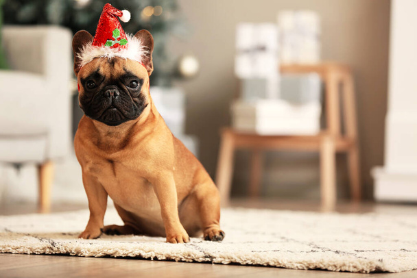 Cute French bulldog in Santa hat at home - Photo, Image