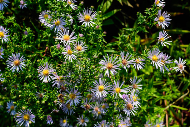 Πολλά μικρά ζωηρά μπλε λουλούδια του φυτού Aster amellus, γνωστά ως Ευρωπαϊκή μαργαρίτα Michaelmas, σε έναν κήπο σε μια ηλιόλουστη φθινοπωρινή μέρα, όμορφο εξωτερικό φλοράλ φόντο φωτογραφημένο με απαλή εστίαση - Φωτογραφία, εικόνα
