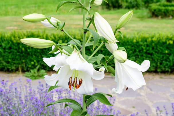 Ομάδα από πολλά μεγάλα λευκά λουλούδια και μπουμπούκια του Lilium ή Lily φυτό σε ένα βρετανικό κήπο στυλ εξοχικό σπίτι σε μια ηλιόλουστη μέρα του καλοκαιριού, όμορφη υπαίθρια floral φόντο φωτογραφήθηκε με απαλή εστίαση - Φωτογραφία, εικόνα