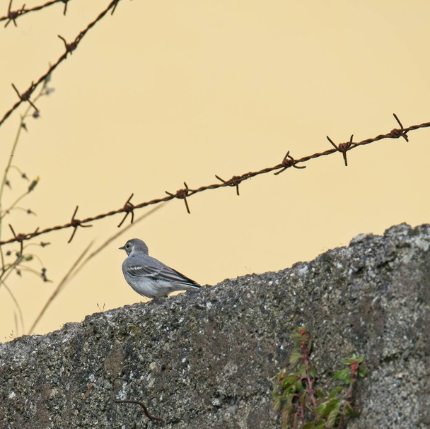 The white wagtail (Motacilla alba) is a small passerine bird in the family Motacillidae. - Photo, Image