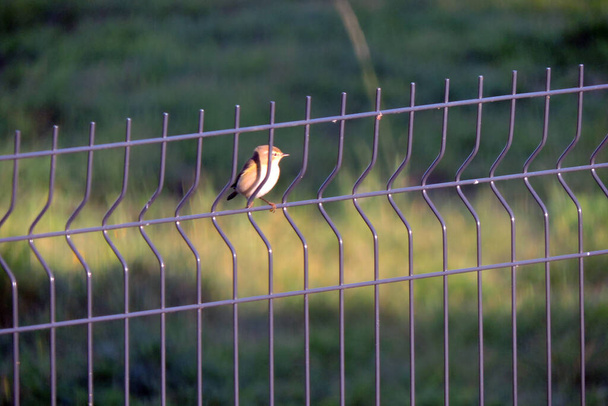 Ein Weidengrasmücke sitzt auf einem Zaun aus geschweißten Maschendrahtplatten, verschwommener Hintergrund - Foto, Bild