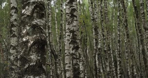  Birch forest near Le Plan de Monfort, the Cevennes National park, Lozere department, France - Кадри, відео