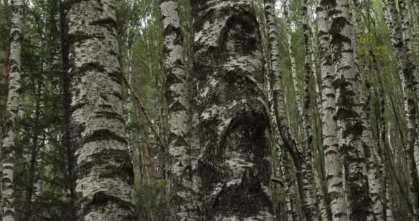 Nyírfaerdő a Le Plan de Monfort közelében, a Cevennes Nemzeti Park, Lozere megye, Franciaország - Felvétel, videó