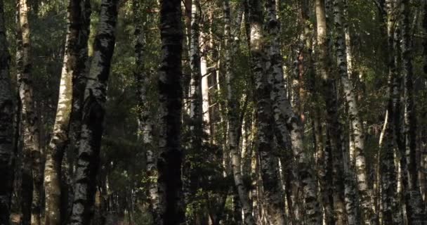  Birch forest near Le Plan de Monfort, the Cevennes National park, Lozere department, France - Кадри, відео