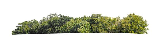 Zelené stromy izolované na bílém pozadí. jsou lesy a listoví v létě pro tisk i webové stránky - Fotografie, Obrázek