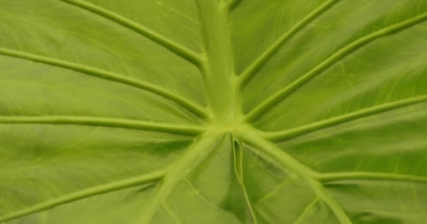 Detalle de hojas de Alocasia macrorrhizos - Metraje, vídeo