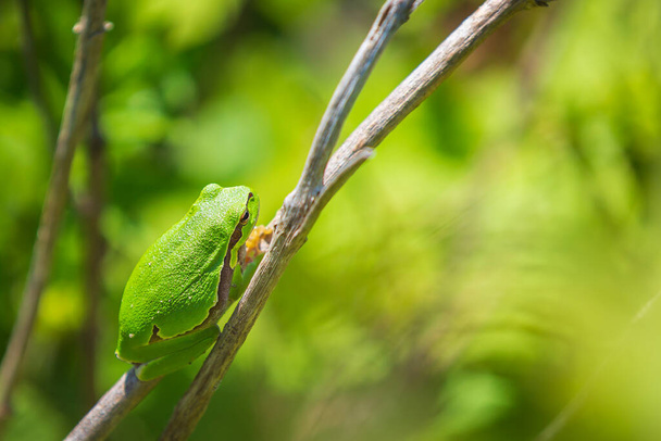 Zbliżenie małej europejskiej żaby drzewnej Hyla arborea, Rana arborea, odpoczywającej w krzaku jeżyny podgrzewającej się w słońcu. - Zdjęcie, obraz
