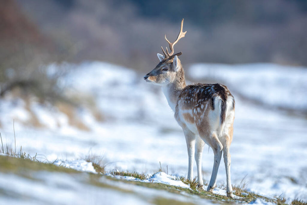 Jelenie odłogi jelenie Dama Dama żerowania w lesie zimowym śniegu i lodu, selektywne skupienie jest używany. - Zdjęcie, obraz