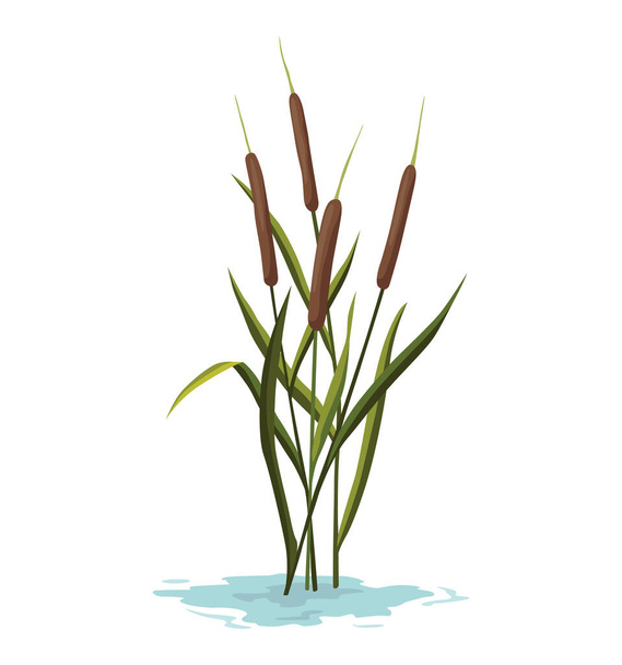 沼と湿地の植物。手描きの植物アイテム。湿地の植物や動物。一般的な植物は水に成長し、孤立したイラスト - ベクター画像
