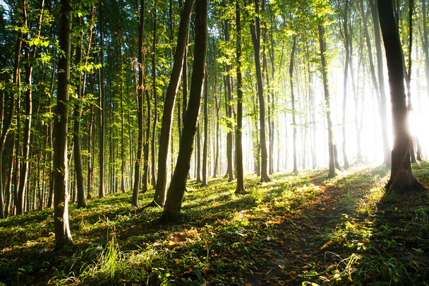 Luz de la mañana del sol hace su camino a través del bosque
 - Foto, imagen