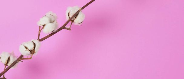 Flores de algodón natural. Real delicada suave y suave bolas de algodón blanco natural ramas de flores y fondo rosa. Composición de flores. Japón estilo minimalista. naturaleza material de algodón para ropa. - Foto, imagen