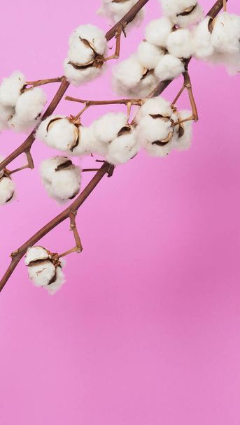Naturalne kwiaty bawełny. Naprawdę delikatne miękkie i delikatne naturalne białe bawełniane kulki gałązki kwiatowe i różowe tło. Skład kwiatów. Japoński styl minimalny. naturalny materiał bawełniany na ubrania. - Zdjęcie, obraz