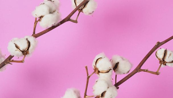 Φυσικά βαμβακερά λουλούδια. Πραγματικά λεπτή μαλακό και απαλό φυσικό λευκό βαμβάκι μπάλες κλαδιά λουλούδι και ροζ φόντο. Σύνθεση λουλουδιών. Ιαπωνικό minimal στυλ. φυσικό βαμβακερό υλικό για ρούχα. - Φωτογραφία, εικόνα