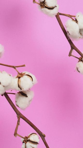 Fiori di cotone naturale. Rami di fiori di cotone bianco naturale delicato e delicato e sfondo rosa. Composizione dei fiori. Giappone stile minimale. materiale di cotone natura per i vestiti. - Foto, immagini