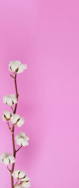 Natürliche Baumwollblumen. Echt zarte weiche und sanfte natürliche weiße Wattebällchen mit Blütenzweigen und rosa Hintergrund. Zusammensetzung der Blumen. japan minimal style. Natur Baumwollmaterial für Kleidung. - Foto, Bild