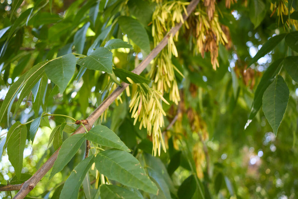 Fraxinus pennsylvanica rama de cerca - Foto, imagen
