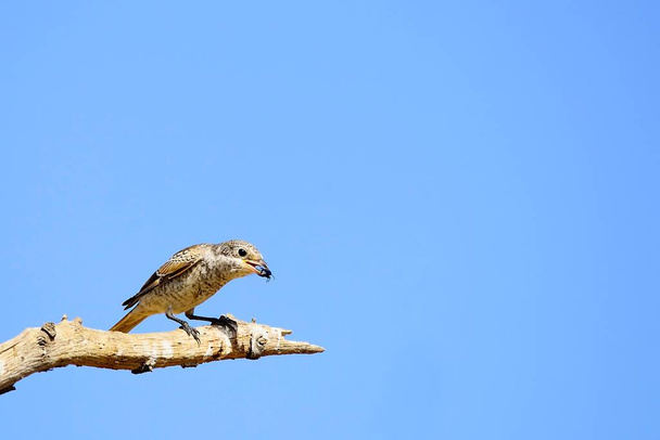 Senador por Lanius - El lucioperca común es una especie de ave paseriforme. - Foto, Imagen