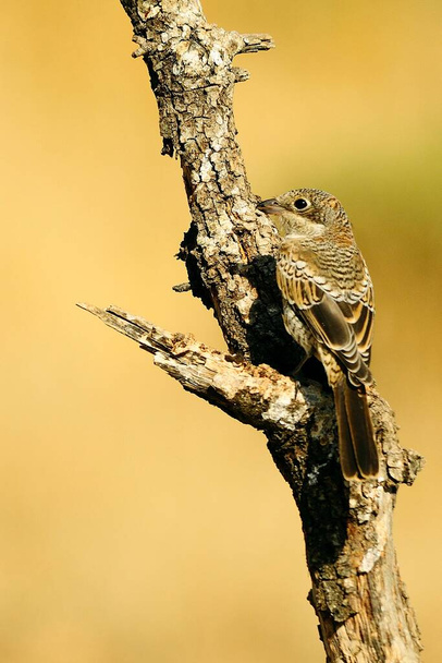 Lanius γερουσιαστής - Η κοινή γαρίδα είναι ένα είδος των περαστικών πουλιών. - Φωτογραφία, εικόνα