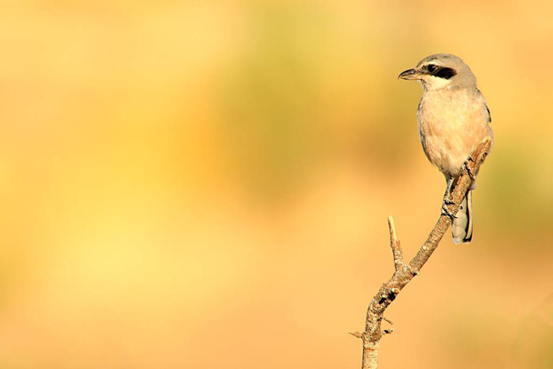 Lanius excubitor - The northern shrike, or hog woodcut, is a species of bird in the Laniidae family. - Photo, Image
