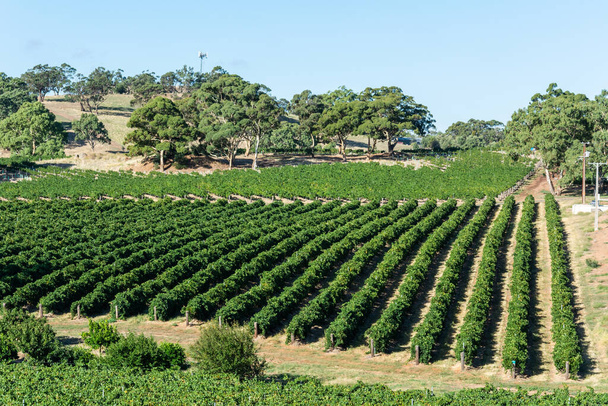 Entreprise vinicole dans la vallée de Barossa en Australie du Sud. - Photo, image