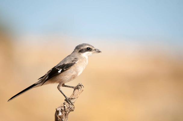 Lanius excubitor - The northern shrike, or hog woodcut, is a species of bird in the Laniidae family. - Photo, Image