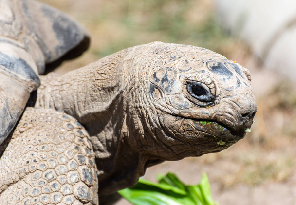 Testa di tartaruga gigante di Aldabran (Geochelone gigantea). - Foto, immagini