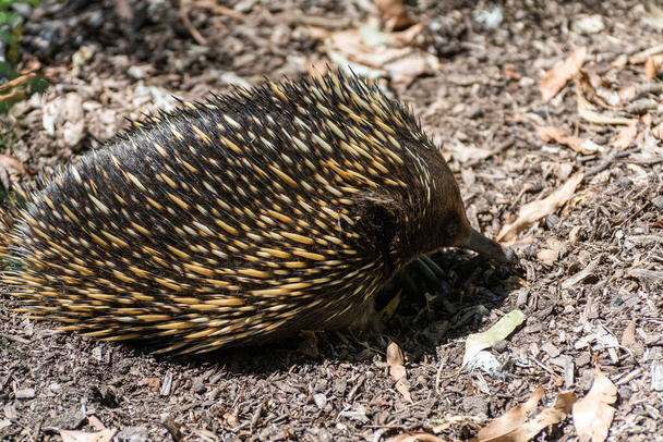 Equitna de pico corto (Tachyglossus aculeatus) en Australia. - Foto, Imagen