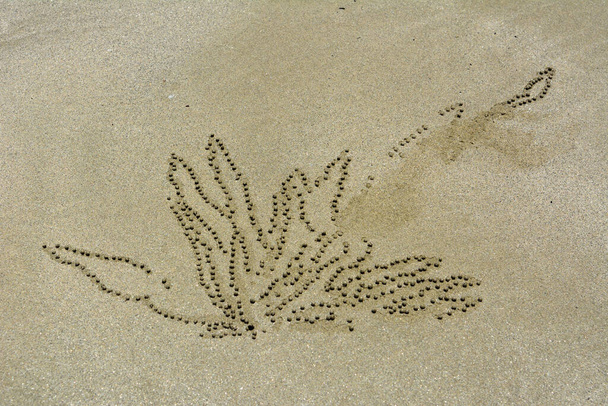 Květinové nafouknuté pískové pelety vytvořené krabem písečným na pláži Cape Hillsborough v Queenslandu, Austrálie. - Fotografie, Obrázek