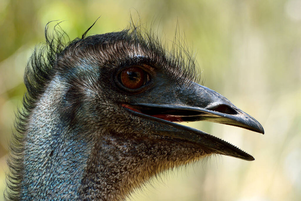 Head of emu bird (Dromaius novaehollandiae), the second-largest living bird by height. - Photo, Image