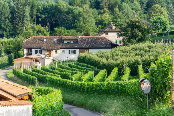 Vinice v obci Eppan v Jižním Tyrolsku, Itálie. - Fotografie, Obrázek