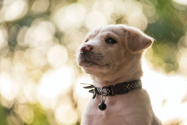 portrét roztomilého bílého labradora retrívra štěňátko s deštěm v zelené zahradě při západu slunce s lehkým bokeh pozadím. Rozkošný čistokrevný pes. Výstřel zvířecí hlavy. - Fotografie, Obrázek