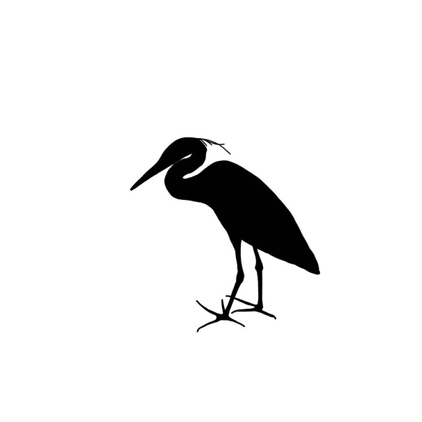 Vector animal illustration. Black silhouette of a heron on a white background. - Vector, Imagen