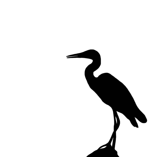 Vector dierlijke illustratie. Zwart silhouet van een reiger op een witte achtergrond. - Vector, afbeelding