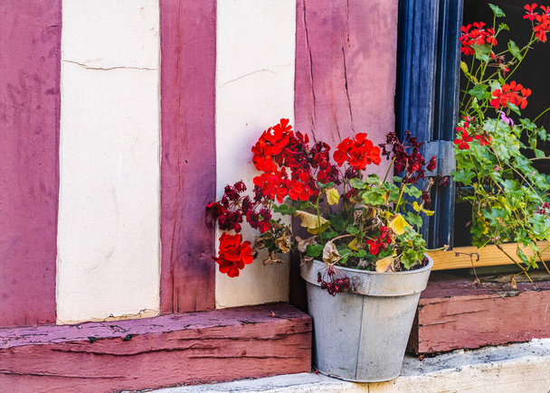 Coloridas flores de geranio rojo Ventana Old Town Street Honfluer Francia.   - Foto, imagen