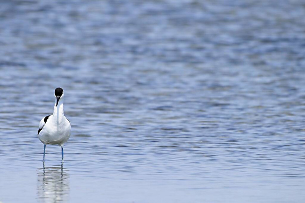 Recurvirostra avosetta - Обыкновенный авосет - вид кардиообразных птиц семейства Recurvirostridae. - Фото, изображение