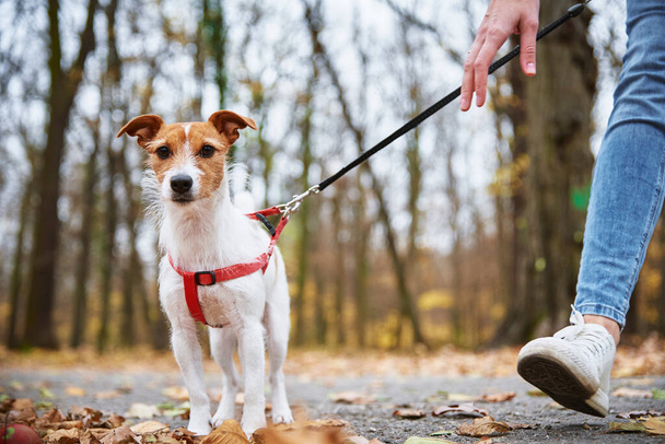 Femme avec chien promenade dans le parc d'automne - Photo, image