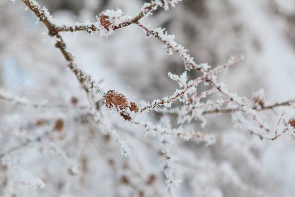 Winterbos vol sneeuw en glazuur - Foto, afbeelding