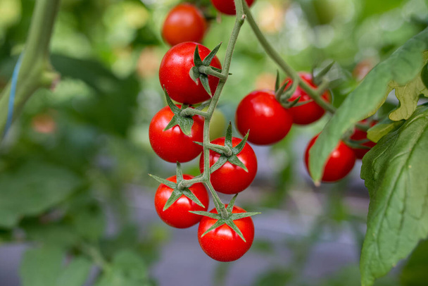 Beautiful red ripe cherry tomatoes grown in a greenhouse - Photo, Image