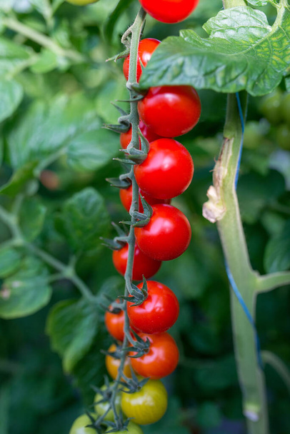 Krásná červená zralá cherry rajčata pěstovaná ve skleníku - Fotografie, Obrázek